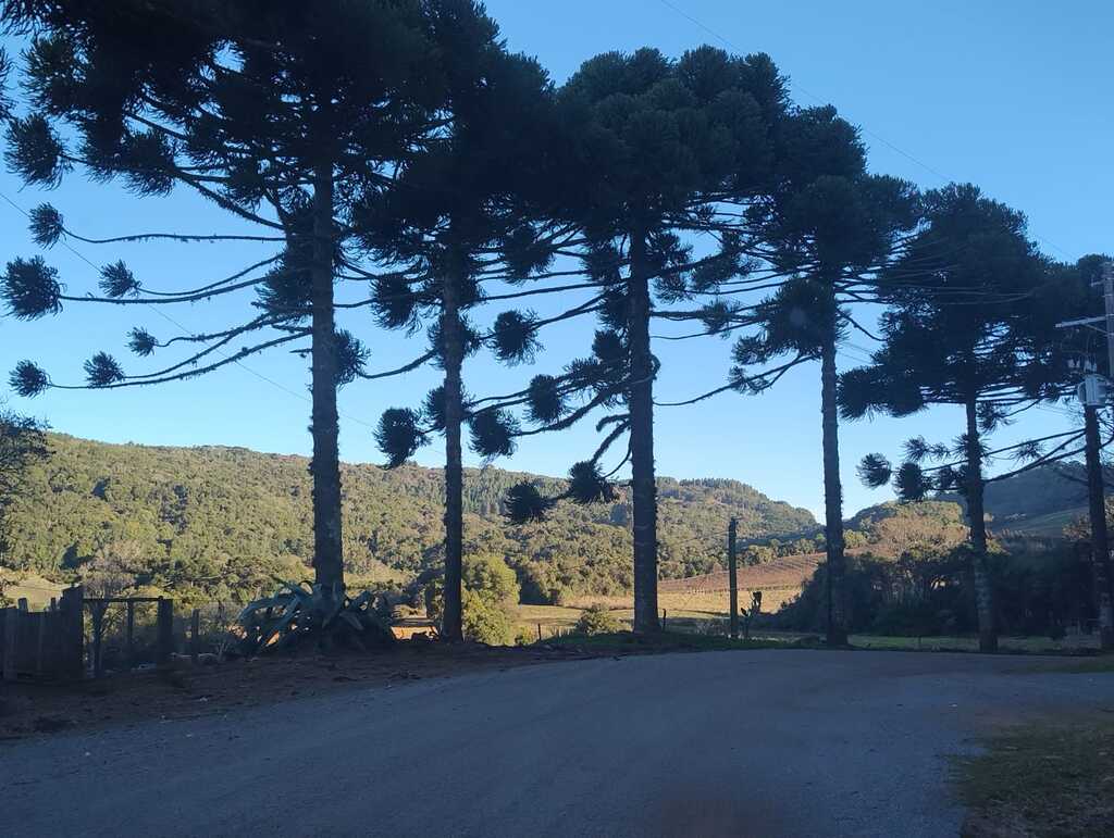 Estrada de chão batido ladeada por araucárias altas, com vista para colinas verdes e vegetação densa ao fundo, em um dia de céu limpo e ensolarado. | Foto: São Marcos Online